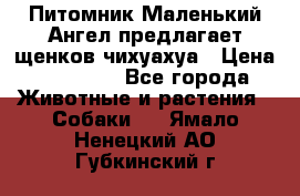 Питомник Маленький Ангел предлагает щенков чихуахуа › Цена ­ 10 000 - Все города Животные и растения » Собаки   . Ямало-Ненецкий АО,Губкинский г.